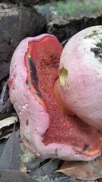 Boletus eastwoodiae image