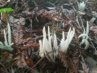 Clavaria fragilis image