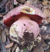 Boletus eastwoodiae image