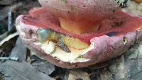 Boletus eastwoodiae image