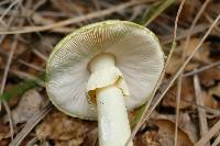 Amanita phalloides image