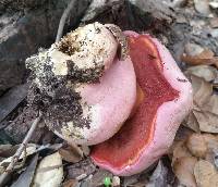 Boletus eastwoodiae image