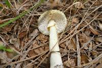 Amanita phalloides image