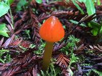 Hygrocybe singeri image