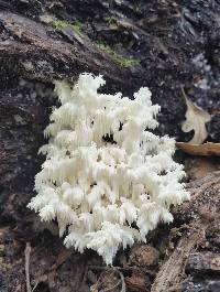 Hericium coralloides image