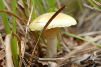 Amanita phalloides image