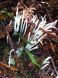 Clavaria fragilis image