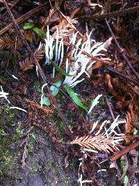 Clavaria fragilis image