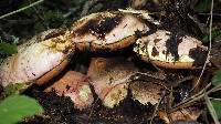 Boletus eastwoodiae image