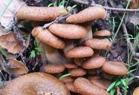 Omphalotus olivascens image