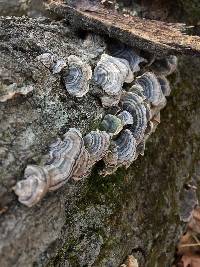 Trametes versicolor image