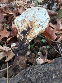 Polyporus squamosus image