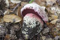 Boletus eastwoodiae image