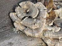 Trametes versicolor image