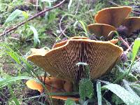 Omphalotus olivascens image