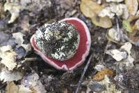 Boletus eastwoodiae image