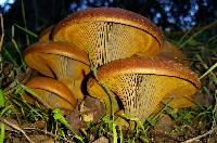 Omphalotus olivascens image