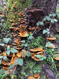 Omphalotus olivascens image