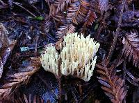 Ramaria formosa image