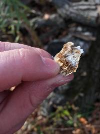 Trametes versicolor image