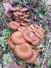 Omphalotus olivascens image