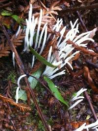 Clavaria fragilis image