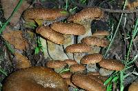 Omphalotus olivascens image