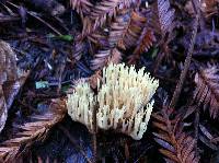 Ramaria formosa image