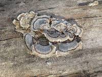 Trametes versicolor image