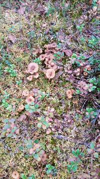 Craterellus tubaeformis image