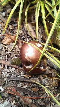 Stropharia rugosoannulata image