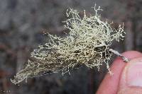 Ramalina roesleri image