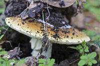 Amanita calyptroderma image