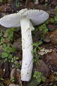 Amanita calyptroderma image