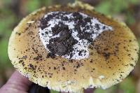 Amanita calyptroderma image