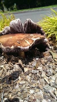 Stropharia rugosoannulata image