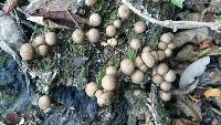 Lycoperdon pyriforme image