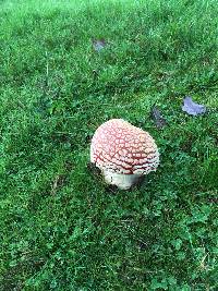 Amanita muscaria image