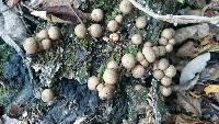 Lycoperdon pyriforme image