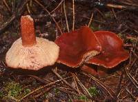 Lactarius rufus image