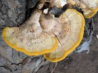 Laetiporus gilbertsonii image