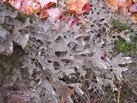 Lobaria pulmonaria image