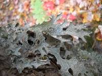 Lobaria pulmonaria image