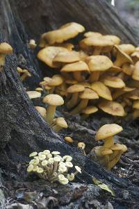 Armillaria tabescens image