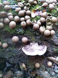 Lycoperdon pyriforme image