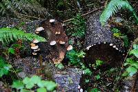 Fomitopsis pinicola image