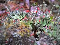 Cladonia cristatella image