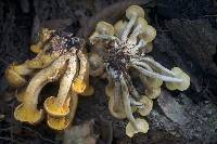 Armillaria tabescens image