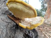 Laetiporus gilbertsonii image