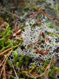 Cladonia rangiferina image